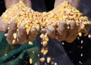 Inseguridad alimentaria afecta a 2,9 millones de guatemaltecos, según informe de la ONU