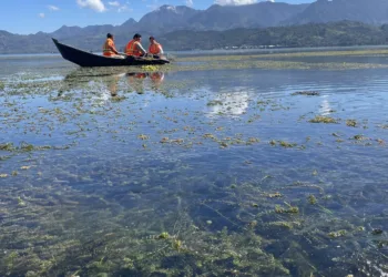 Creciente invasión de lechuga acuática afecta al Yojoa, el único lago natural de Honduras