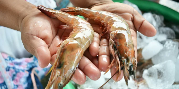 Las exportaciones de camarón de Guatemala a Taiwán superan los $1.9 millones en cuatro meses