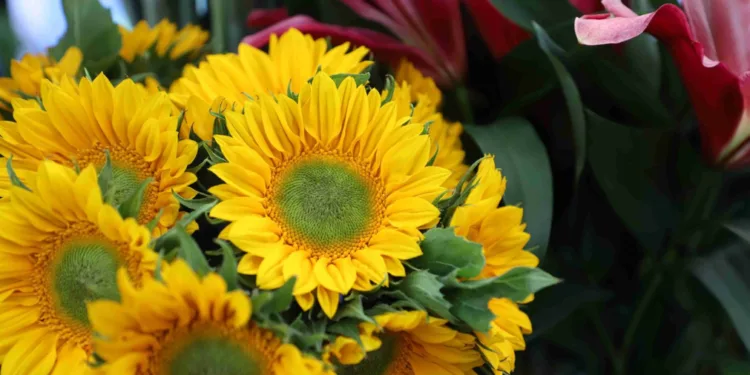 Productores guatemaltecos prevén crecimiento del 10 % en las exportaciones flores por Día de la Madre