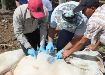 El Salvador acumula más de mil animales infectados por gusano barrenador