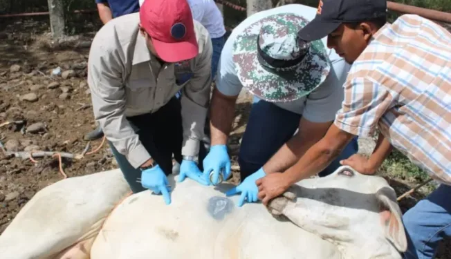 El Salvador acumula más de mil animales infectados por gusano barrenador