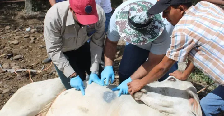 El Salvador acumula más de mil animales infectados por gusano barrenador
