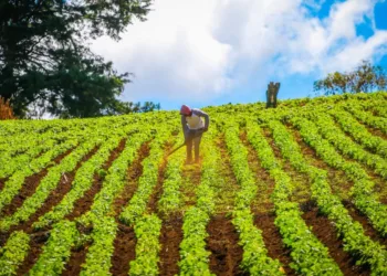 Agricultores salvadoreños prevén la cosecha de granos básicos más grande en cuatro años