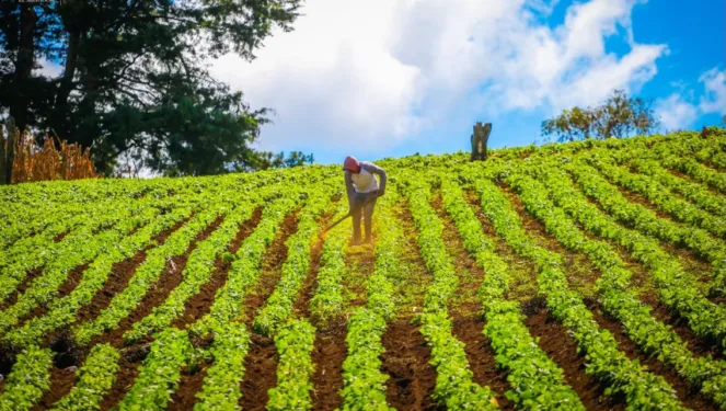 Agricultores salvadoreños prevén la cosecha de granos básicos más grande en cuatro años