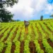 Agricultores salvadoreños prevén la cosecha de granos básicos más grande en cuatro años
