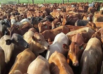 Productores mexicanos acusan de que 100,000 cabezas de ganado ingresan ilegalmente desde Centroamérica