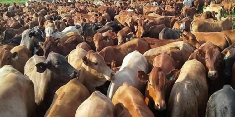 Productores mexicanos acusan de que 100,000 cabezas de ganado ingresan ilegalmente desde Centroamérica