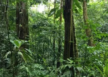 Bosque en Costa Rica (imagen con fines ilustrativos tomada de redes sociales).