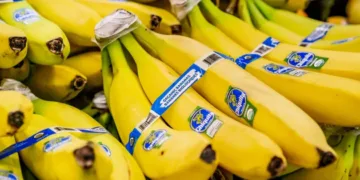 Chiquita Panamá reporta pérdidas por más de $75 millones y suspende operaciones en medio de crisis laboral