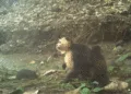 Un mono capuchino cara blanca macho joven cargando un mono aullador bebé, captado por una cámara trampa remota en Jicarón./Foto Instituto Max Planck de Comportamiento Animal