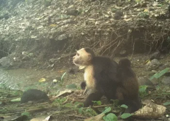Científicos descubren que monos capuchinos secuestran crías de otra especie en isla panameña