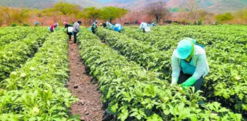 Agricultores hondureños se movilizan ante crisis por falta de lluvias