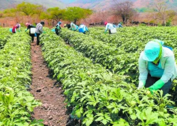 Agricultores hondureños se movilizan ante crisis por falta de lluvias