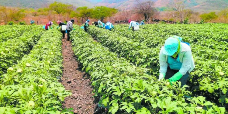 Agricultores hondureños se movilizan ante crisis por falta de lluvias