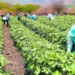 Agricultores hondureños se movilizan ante crisis por falta de lluvias