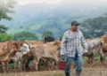 El Ministerio de Agricultura, Ganadería y Alimentación de Guatemala mantiene el combate al gusano barrenador.