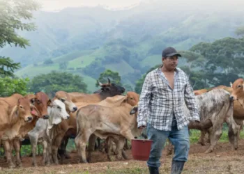 El Ministerio de Agricultura, Ganadería y Alimentación de Guatemala mantiene el combate al gusano barrenador.