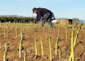 Tribunal EE.UU. ordena pagar $500,000 a guatemaltecos explotados en campos agrícolas de Michigan