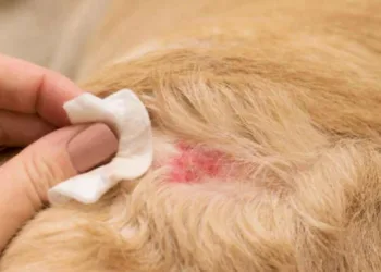 Ante aumento de casos, 35 % de los veterinarios en El Salvador aplican eutanasia en mascotas con gusano barrenador