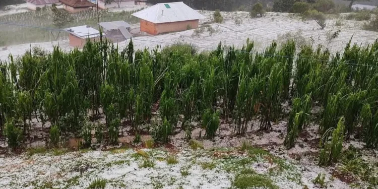 Guatemala: Granizada afecta viviendas y cultivos en San Marcos y Quetzaltenango