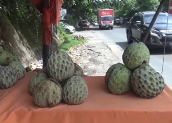 Anona a precio de lujo: La fruta de temporada que desata memes y debates en El Salvador