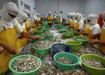 Honduras exportará camarones a Corea del Sur tras recibir aprobación