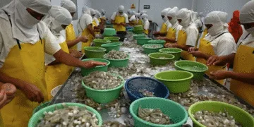 Honduras exportará camarones a Corea del Sur tras recibir aprobación