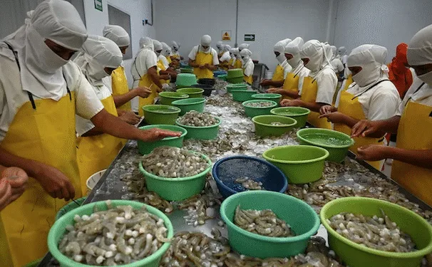 Honduras exportará camarones a Corea del Sur tras recibir aprobación
