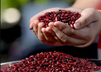 Los salvadoreños son los mayores consumidores de frijoles en Centroamérica