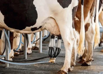 Nestlé acuerda compra de leche a productores de Panamá, confirma presidente Mulino