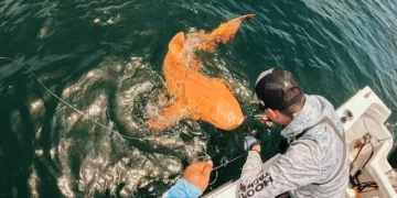 Pescadores descubren raro tiburón naranja en costas de Costa Rica