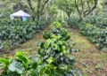 Pese al repunte de las exportaciones, prevén una caída en la producción de café en Honduras en el ciclo 2024-2025