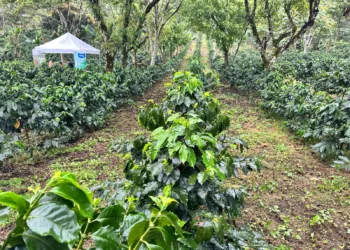 Pese al repunte de las exportaciones, prevén una caída en la producción de café en Honduras en el ciclo 2024-2025