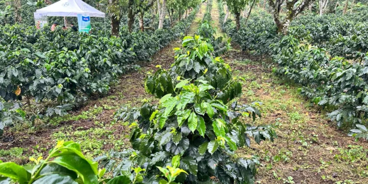 Pese al repunte de las exportaciones, prevén una caída en la producción de café en Honduras en el ciclo 2024-2025