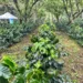 Pese al repunte de las exportaciones, prevén una caída en la producción de café en Honduras en el ciclo 2024-2025