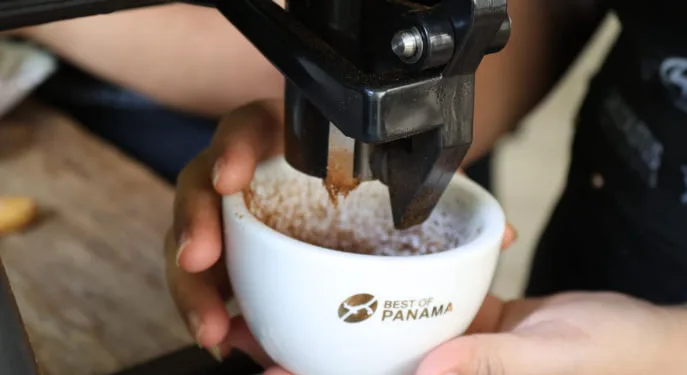 Panamá se prepara la subasta de su mejor café con 1,000 kilogramos de Geisha