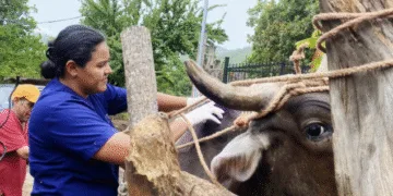 Centroamérica y México crean un frente de guerra contra el gusano barrenador