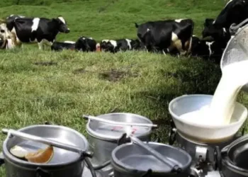 Nestlé reduce producción de leche evaporada en Panamá, productores advierten de crisis