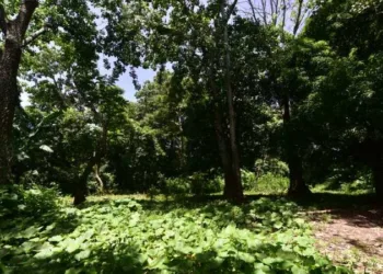 La Universidad de El Salvador pide a China respetar el medio ambiente por construcción en reserva forestal de la capital salvadoreña