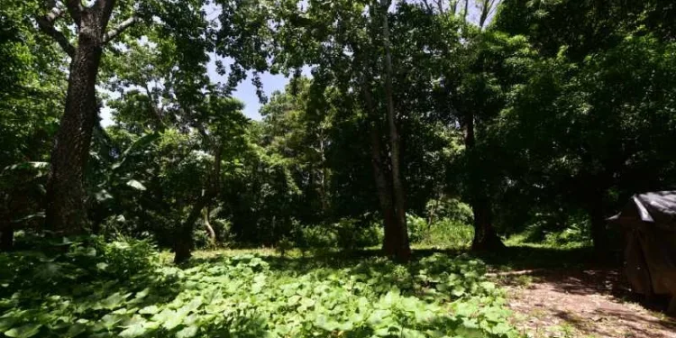 La Universidad de El Salvador pide a China respetar el medio ambiente por construcción en reserva forestal de la capital salvadoreña