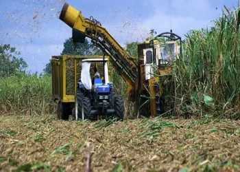 Caña de azúcar, arroz y teca lideran producción agropecuaria en Costa Rica