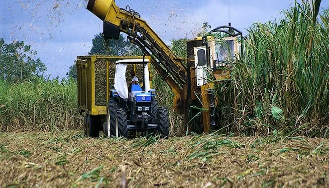Caña de azúcar, arroz y teca lideran producción agropecuaria en Costa Rica