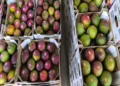 Guatemala exporta 14.7 millones de kilos de mango fresco a EEUU en ocho meses