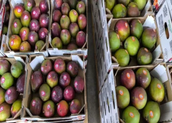 Guatemala exporta 14.7 millones de kilos de mango fresco a EEUU en ocho meses