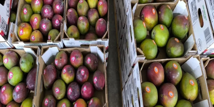 Guatemala exporta 14.7 millones de kilos de mango fresco a EEUU en ocho meses