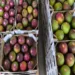 Guatemala exporta 14.7 millones de kilos de mango fresco a EEUU en ocho meses
