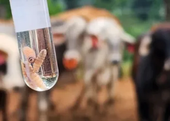 Nuevo brote de gusano barrenador obliga a inspeccionar más de 9 mil animales en Guatemala