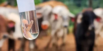 Nuevo brote de gusano barrenador obliga a inspeccionar más de 9 mil animales en Guatemala