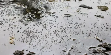 El mosquito del dengue se expande en Estados Unidos por el cambio climático